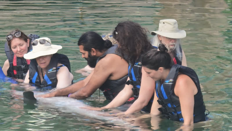 Ra and retreat students in the water with a dolphin