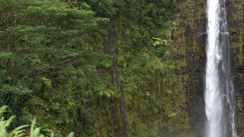 Akaka Falls dropping into green rainforest